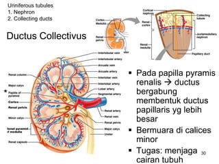 30
Ductus Collectivus
 Pada papilla pyramis
renalis  ductus
bergabung
membentuk ductus
papillaris yg lebih
besar
 Bermuara di calices
minor
 Tugas: menjaga
cairan tubuh
Uriniferous tubules
1. Nephron
2. Collecting ducts
*
 
