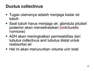 31
Ductus collectivus
 Tugas utamanya adalah menjaga kadar air
tubuh
 Saat tubuh harus menjaga air, glandula pituitari
posterior akan mensekresikan (antidiuretic
hormone)
 ADH akan meningkatkan permeabilitas dari
tubulus collectivus and tubulus distal untuk
reabsorbsi air
 Hal ini akan menurunkan volume urin total
 