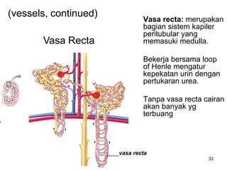 33
Vasa recta: merupakan
bagian sistem kapiler
peritubular yang
memasuki medulla.
Bekerja bersama loop
of Henle mengatur
kepekatan urin dengan
pertukaran urea.
Tanpa vasa recta cairan
akan banyak yg
terbuang
____vasa recta
(vessels, continued)
Vasa Recta
 