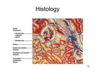 34
Histology
 