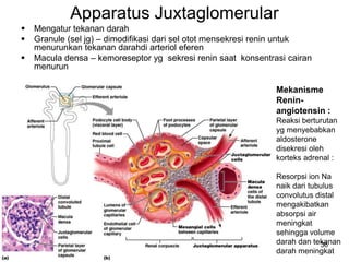 36
Apparatus Juxtaglomerular
 Mengatur tekanan darah
 Granule (sel jg) – dimodifikasi dari sel otot mensekresi renin untuk
menurunkan tekanan darahdi arteriol eferen
 Macula densa – kemoreseptor yg sekresi renin saat konsentrasi cairan
menurun
Mekanisme
Renin-
angiotensin :
Reaksi berturutan
yg menyebabkan
aldosterone
disekresi oleh
korteks adrenal :
Resorpsi ion Na
naik dari tubulus
convolutus distal
mengakibatkan
absorpsi air
meningkat
sehingga volume
darah dan tekanan
darah meningkat
 