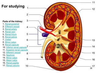 38
For studying
Parts of the kidney:
1. Renal pyramid
2. Efferent vessel
3. Renal artery
4. Renal vein
5. Renal hilum
6. Renal pelvis
7. Ureter
8. Minor calyx
9. Renal capsule
10. Inferior renal capsule
11. Superior renal capsule
12. Afferent vessel
13. Nephron
14. Minor calyx
15. Major calyx
16. Renal papilla
17. Renal column
 