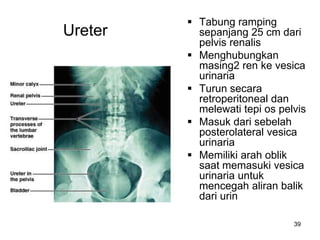 39
Ureter
 Tabung ramping
sepanjang 25 cm dari
pelvis renalis
 Menghubungkan
masing2 ren ke vesica
urinaria
 Turun secara
retroperitoneal dan
melewati tepi os pelvis
 Masuk dari sebelah
posterolateral vesica
urinaria
 Memiliki arah oblik
saat memasuki vesica
urinaria untuk
mencegah aliran balik
dari urin
 