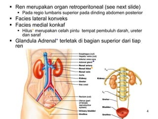 4
 Ren merupakan organ retroperitoneal (see next slide)
 Pada regio lumbaris superior pada dinding abdomen posterior
 Facies lateral konveks
 Facies medial konkaf
 Hilus* merupakan celah pintu tempat pembuluh darah, ureter
dan saraf
 Glandula Adrenal* terletak di bagian superior dari tiap
ren
(the yellow blob in pic)
*
*
 