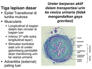 40
Ureter berperan aktif
dalam transportasi urin
ke vesica urinaria (tidak
mengandalkan gaya
gravitasi)
Tiga lapisan dasar
 Epitel Transitional di
tunika mukosa
 Muscularis
 Longitudinal di bagian
dalam dan circular di
bagian luar
 Inferior 3rd with extra
longitudinal layer)
 Stimulasi kontraksi
saat urin di ureter:
gelombang peristaltik
akan mendorong urin
ke vesica urinaria
 Adventitia (external)
paling luar
 