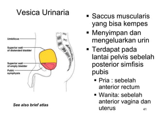 41
Vesica Urinaria  Saccus muscularis
yang bisa kempes
 Menyimpan dan
mengeluarkan urin
 Terdapat pada
lantai pelvis sebelah
posterior simfisis
pubis
 Pria : sebelah
anterior rectum
 Wanita: sebelah
anterior vagina dan
uterus
See also brief atlas
 