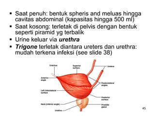 45
 Saat penuh: bentuk spheris and meluas hingga
cavitas abdominal (kapasitas hingga 500 ml)
 Saat kosong: terletak di pelvis dengan bentuk
seperti piramid yg terbalik
 Urine keluar via urethra
 Trigone terletak diantara ureters dan urethra:
mudah terkena infeksi (see slide 38)
 