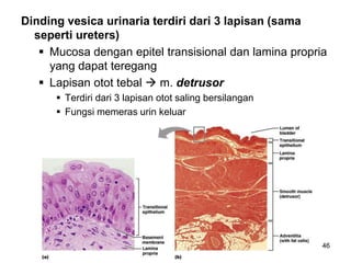 46
Dinding vesica urinaria terdiri dari 3 lapisan (sama
seperti ureters)
 Mucosa dengan epitel transisional dan lamina propria
yang dapat teregang
 Lapisan otot tebal  m. detrusor
 Terdiri dari 3 lapisan otot saling bersilangan
 Fungsi memeras urin keluar
 Fibrous adventitia
 