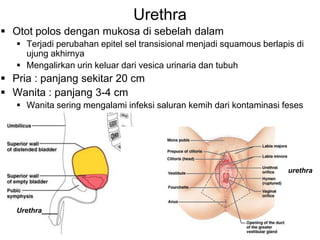 47
Urethra
 Otot polos dengan mukosa di sebelah dalam
 Terjadi perubahan epitel sel transisional menjadi squamous berlapis di
ujung akhirnya
 Mengalirkan urin keluar dari vesica urinaria dan tubuh
 Pria : panjang sekitar 20 cm
 Wanita : panjang 3-4 cm
 Wanita sering mengalami infeksi saluran kemih dari kontaminasi feses
Urethra____
urethra
 