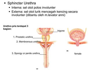 48
 Sphincter Urethra
 Interna: sel otot polos involunter
 Externa: sel otot lurik mencegah kencing secara
involunter (dibantu oleh m.levator anni)
Urethra pria terdapat 3
bagian:
1. Prostatic urethra__________
2. Membranous urethra____
3. Spongy or penile urethra_____
_________trigone
female
 