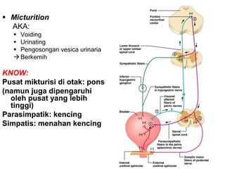 50
 Micturition
AKA:
 Voiding
 Urinating
 Pengosongan vesica urinaria
Berkemih
KNOW:
Pusat mikturisi di otak: pons
(namun juga dipengaruhi
oleh pusat yang lebih
tinggi)
Parasimpatik: kencing
Simpatis: menahan kencing
 