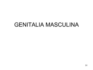 GENITALIA MASCULINA
51
 
