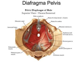 Diafragma Pelvis
 