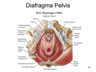 Diafragma Pelvis
54
 