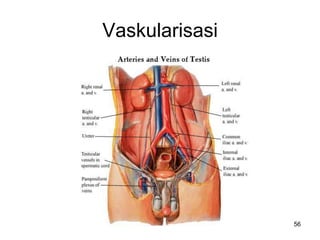 Vaskularisasi
56
 