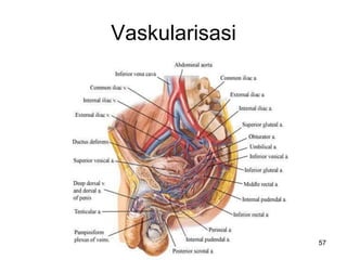 Vaskularisasi
57
 