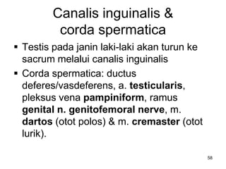 Canalis inguinalis &
corda spermatica
 Testis pada janin laki-laki akan turun ke
sacrum melalui canalis inguinalis
 Corda spermatica: ductus
deferes/vasdeferens, a. testicularis,
pleksus vena pampiniform, ramus
genital n. genitofemoral nerve, m.
dartos (otot polos) & m. cremaster (otot
lurik).
58
 