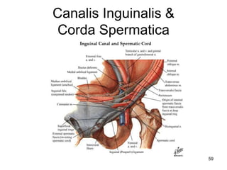 Canalis Inguinalis &
Corda Spermatica
59
 