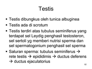 Testis
 Testis dibungkus oleh tunica albuginea
 Testis ada di scrotum
 Testis terdiri atas tubulus seminiferus yang
terdapat sel Leydig penghasil testosteron,
sel sertoli yg memberi nutrisi sperma dan
sel spermatogonium penghasil sel sperma
 Saluran sperma: tubulus seminiferus 
rete testis  epididimis  ductus deferens
 ductus ejaculatorius
62
 