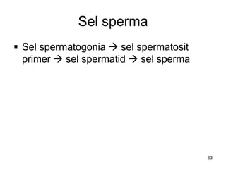 Sel sperma
 Sel spermatogonia  sel spermatosit
primer  sel spermatid  sel sperma
63
 