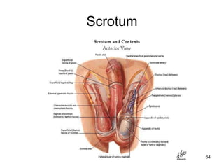 Scrotum
64
 