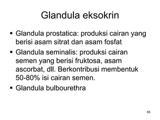 Glandula eksokrin
 Glandula prostatica: produksi cairan yang
berisi asam sitrat dan asam fosfat
 Glandula seminalis: produksi cairan
semen yang berisi fruktosa, asam
ascorbat, dll. Berkontribusi membentuk
50-80% isi cairan semen.
 Glandula bulbourethra
65
 