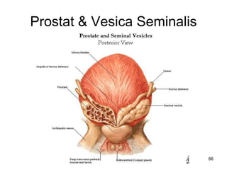 Prostat & Vesica Seminalis
66
 