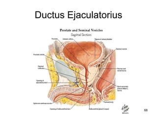 Ductus Ejaculatorius
68
 