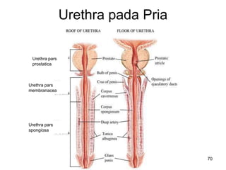 Urethra pada Pria
70
Urethra pars
membranacea
Urethra pars
prostatica
Urethra pars
spongiosa
 