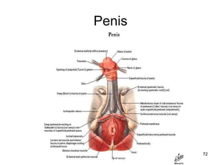 Penis
72
 