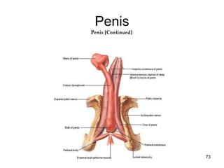 Penis
73
 