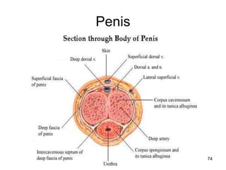 Penis
74
 