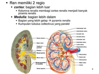 9
 Ren memiliki 2 regio
 cortex: bagian lebih luar
 Kolumna renalis membagi cortex renalis menjadi banyak
piramis renalis
 Medulla: bagian lebih dalam
 Bagian yang lebih gelap  pyramis renalis
 Kumpulan tubulus collectivus yang paralel
 