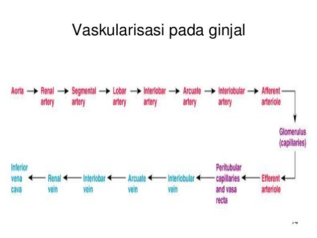 87+ Gambar Vaskularisasi Ginjal 87+ Gambar Vaskularisasi Ginjal