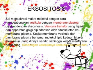 EKSOSITOSIS
Sel mensekresi makro molekul dengan cara
menggabungkan vesikula dengan membrane plasma
disebut dengan eksositosis. Vesicula transfor yang lepas
dari apparatus golgi dipindahkan oleh sitoskeleton ke
membrane plasma. Ketika membrane vesikula dan
membrane plasma bertemu, molekul lipid keduan bilayer
menyusun ulang dirinya sendiri sehingga kedua membrane
bergabung. Kandungan vesikulanya kemudian tumpah dari
sel.
 