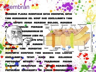 Membran sel
Membran plasma merupakan batas kehidupan, batas
yang memisahkan sel hidup dari sekelilingnya yang
mati. Seperti semua membran biologis, membran
plasma    memiliki     permeabilitas        selektif;    yakni,
membran ini memungkinkan beberapa substansi dapat
melintasinya dengan lebih mudah daripada substansi
yang lainnya. Salah satu episode paling awal dalam
evolusi   kehidupan     mungkin     berpa      pembentukan
membran      yang    membatasi      suatu     larutan     yang
mempunyai komposisi yang berbeda dari larutan
sekelilingnya,      tetapi    masih     bisa     melakukan
penyerapan       nutrient    dan    pembuangan          produk
limbahnya     kemampuan       sel     untuk    membedakan
pertukaran kimiawainya ini dengan lingkungannya
 