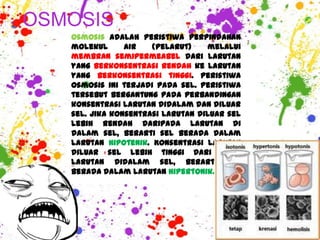 OSMOSIS
   Osmosis adalah peristiwa perpindahan
   molekul      air   (pelarut)    melalui
   membran semipermeabel dari larutan
   yang berkonsentrasi rendah ke larutan
   yang berkonsentrasi tinggi. Peristiwa
   osmosis ini terjadi pada sel. Peristiwa
   tersebut bergantung pada perbandingan
   konsentrasi larutan didalam dan diluar
   sel. Jika konsentrasi larutan diluar sel
   lebih rendah daripada larutan di
   dalam sel, berarti sel berada dalam
   larutan hipotenik. Konsentrasi larutan
   diluar sel lebih tinggi dari pada
   larutan didalam sel, berarti sel
   berada dalam larutan hipertonik.
 