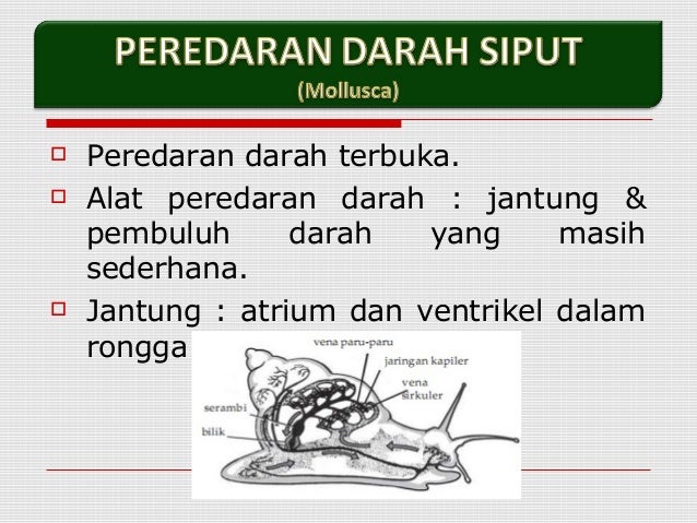 Sistem Transportasi Pada Hewan