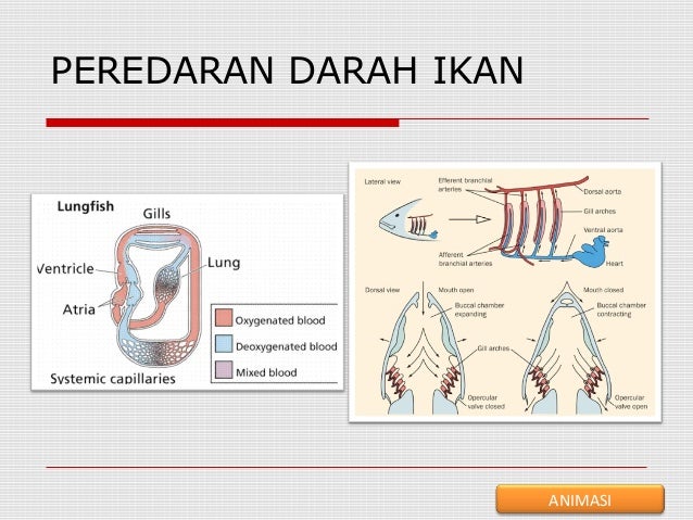 Sistem forex dr wan