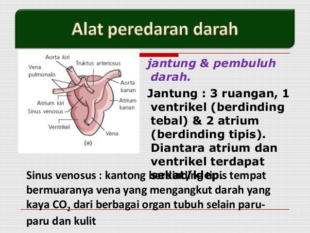 Sistem forex dr wan