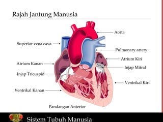 Injap Sistem tubuh 1 | PPT