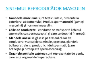 SISTEMUL REPRODUCĂTOR MASCULIN
• Gonadele masculine sunt testicululele, prezente la
exteriorul abdomenului. Produc spermatozoizi (gameţi
masculini) şi hormoni masculini.
• Căile de conducere - conducte ce transportă lichidul
spermatic cu spermatozoizii şi care se deschid în uretră.
• Glandele anexe se găsesc pe traseul căilor de
conducere: veziculele seminale, prostata, glandele
bulbouretrale şi produc lichidul spermatic (care
hrăneşte şi protejează spermatozoizii);
• Organele genitale externe sunt reprezentate de penis,
care este organul de împerechere.
 