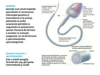 GAMEŢII
Gameţii sunt celule haploide
specializate în conservarea
informaţiei genetice şi
transmiterea ei la urmaşi,
păstrându-se astfel
caracterele părinţilor şi
asigurându-se perpetuarea
speciei. Procesul de formare
a ovulelor se numeşte
ovogeneză, iar cel de formare
a spermatozoizilor,
spermatogeneză
Gametul masculin –
spermatozoidul.
Este o celulă alungită,
formată din cap, gât (parte
intermediară) şi coadă
 