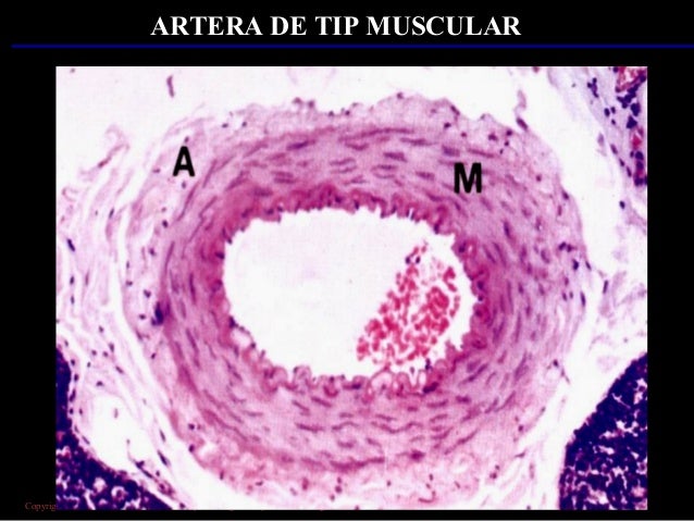 cardiovascular system (histology)