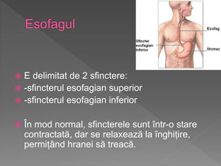 Sistemul digestiv | PPTX