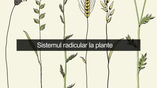 Sistemul radicular la plante
 