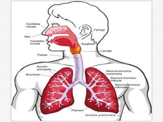 Aparatul respirator:
 Cai respiratorii:
- Cavitatea nazala;
- faringe
- Laringe;
- Trahee;
- Bronhii;
 
