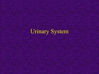 Urinary System

 