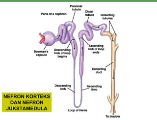 NEFRON KORTEKS
DAN NEFRON
JUKSTAMEDULA
 