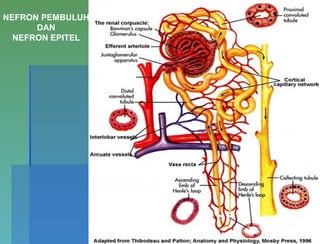 NEFRON PEMBULUH
DAN
NEFRON EPITEL
 